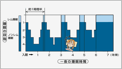 レム睡眠とノンレム睡眠の周期