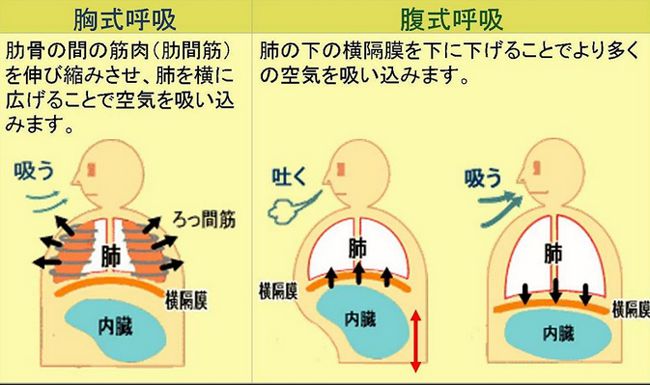 胸式呼吸と腹式呼吸の違い