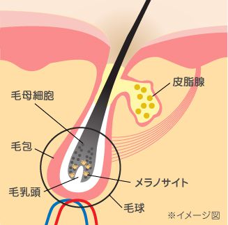 メラノサイトのイラスト