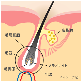 出典：http://www.kracie.co.jp/