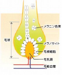 メラノサイトの構造