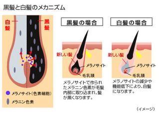 黒髪と白髪のメカニズム