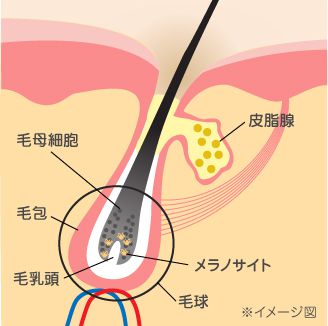 メラノサイトの構造