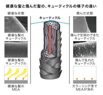 健康な髪と痛んだ髪のキューティクルの様子の違い