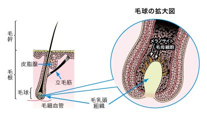 毛球の拡大図