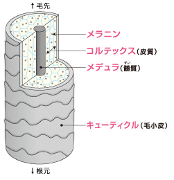 http://www.demi.nicca.co.jp/