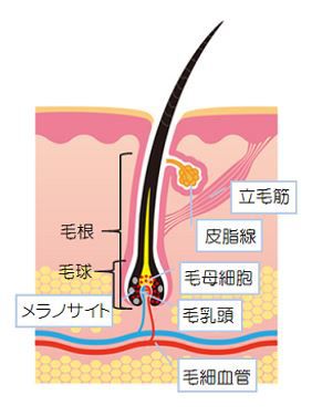 出典：http://nourish.toyobiyo.jp/