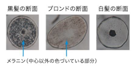 出典：http://www.kao.com/jp/