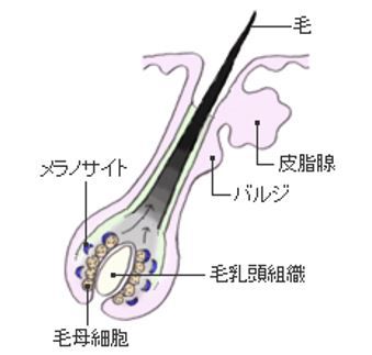 出典：https://plaza.rakuten.co.jp/kobutyan77/