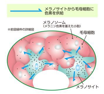 出典：https://health-to-you.jp/