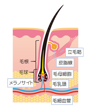 出典：http://nourish.toyobiyo.jp/