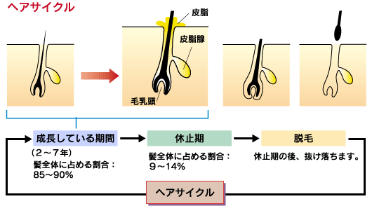 出典：http://www.zenyaku.co.jp/