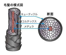 出典：http://www.kao.com/jp/