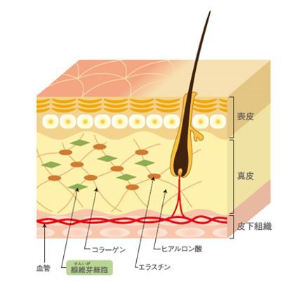 出典：http://www.demi.nicca.co.jp/biove/index.html