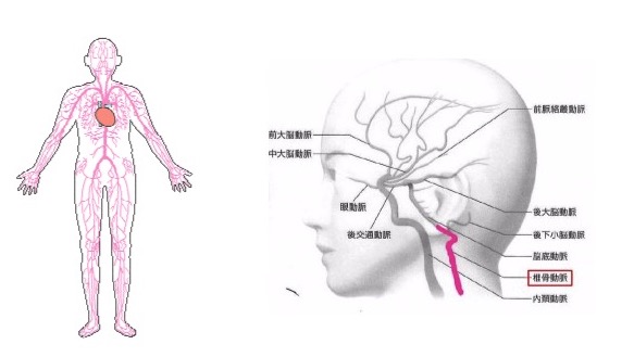 出典：http://www002.upp.so-net.ne.jp/ http://www.web-neurosurgery.com/