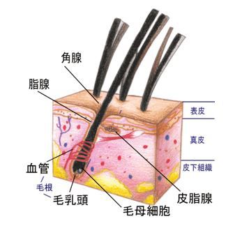 出典：http://www.b2c.co.jp/raf/