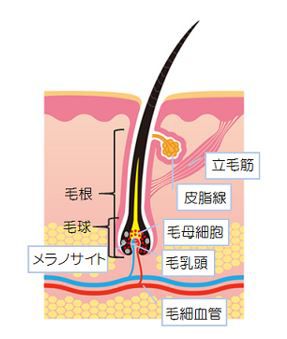 出典：http://nourish.toyobiyo.jp/