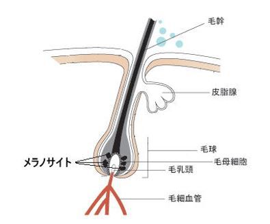 出典：http://goen-biyoushitsu.com/