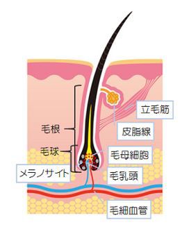 出典：http://nourish.toyobiyo.jp/