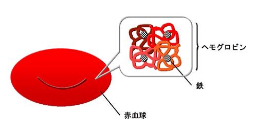 出典：http://www.keio-hematology.jp/