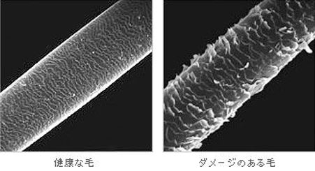 出典：http://dearium.jp/