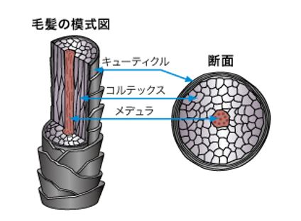 出典：http://www.kao.com/jp/