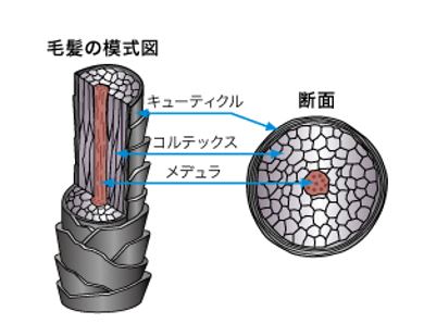 出典：http://www.kao.com/jp/