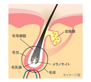 出典：http://www.kracie.co.jp/