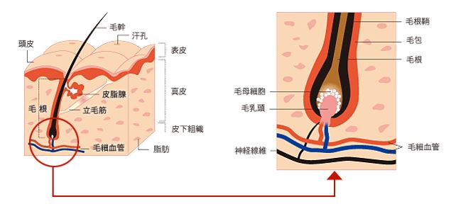 出典：http://www.reve21.co.jp/