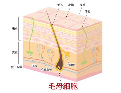 出典：http://www.bi-plus.jp/