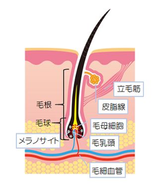 出典：http://nourish.toyobiyo.jp/