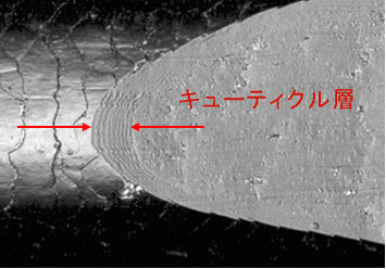 出典：https://www.hoyu.co.jp/