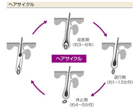 出典：http://www.ange-plus.com/