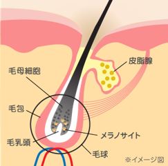 出典：http://www.kracie.co.jp/kampo/aging/