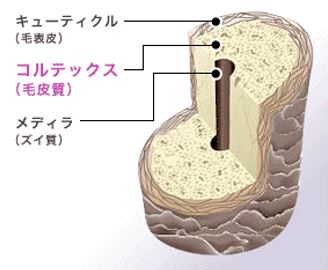 出典：http://www.shizenkaragenki.jp/