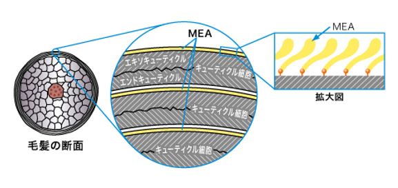 出典：http://www.kao.com/jp/