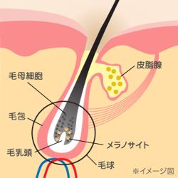 出典：http://www.kracie.co.jp/kampo/aging/