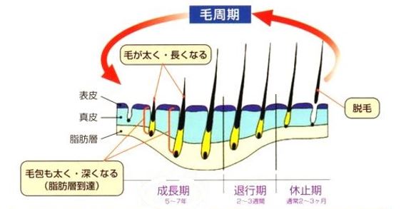 出典：http://ikumouzai-ladies.com/