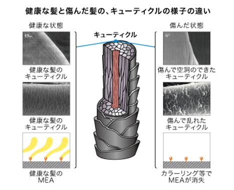 出典：http://www.kao.com/jp/