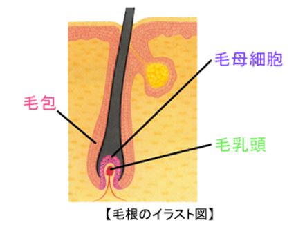 出典：http://www.menard.co.jp/