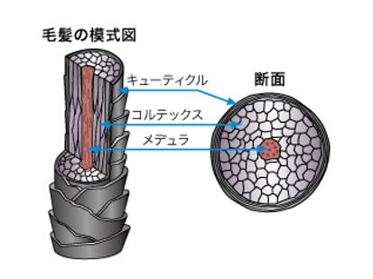 出典：http://www.kao.com/jp