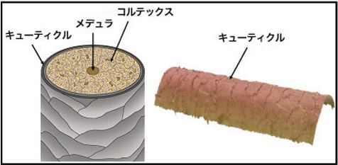 出典：http://www.hoyu.co.jp/corporate/