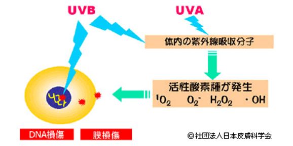 出典：https://www.dermatol.or.jp/