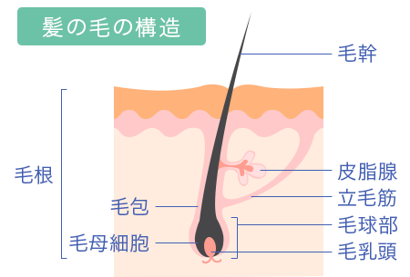 出典：https://shinwa-dr.net/