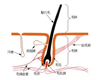 出典：http://health.neoluxuk.com/m/