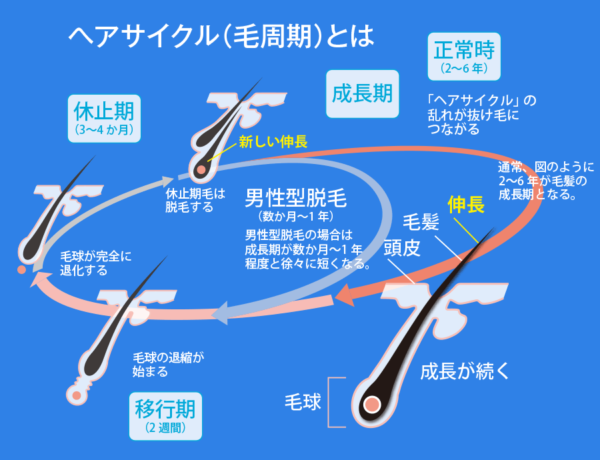 出典：https://www.aderans.co.jp/