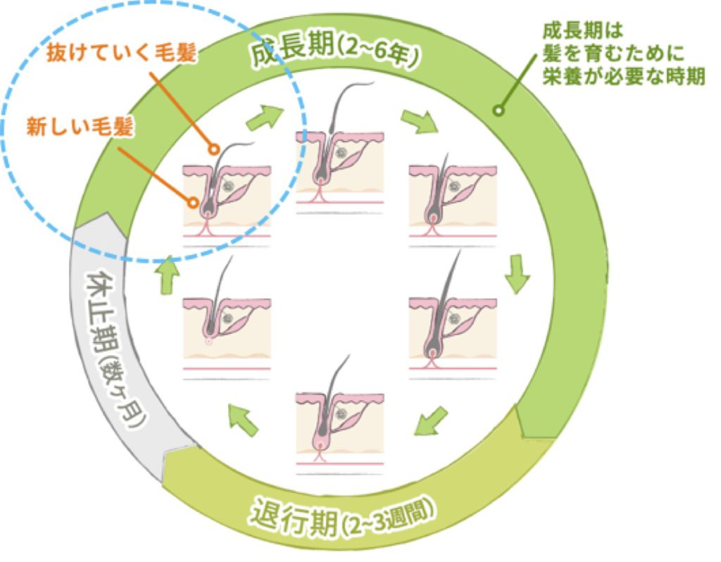 出典：https://kami-katsu.bayer.co.jp/