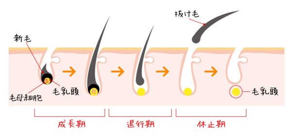 出典：https://www.ex-medical.com/