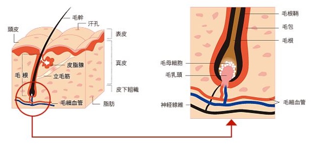 出典：https://www.reve21.co.jp/