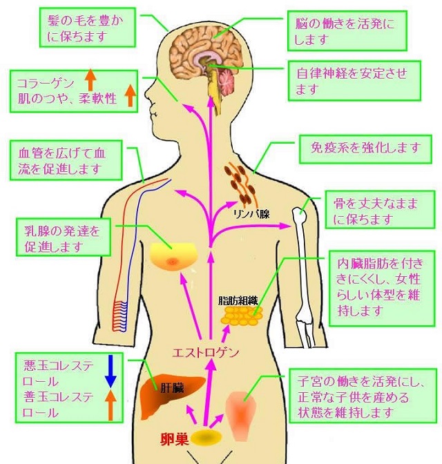 出典：http://www.infogenes.co.jp/